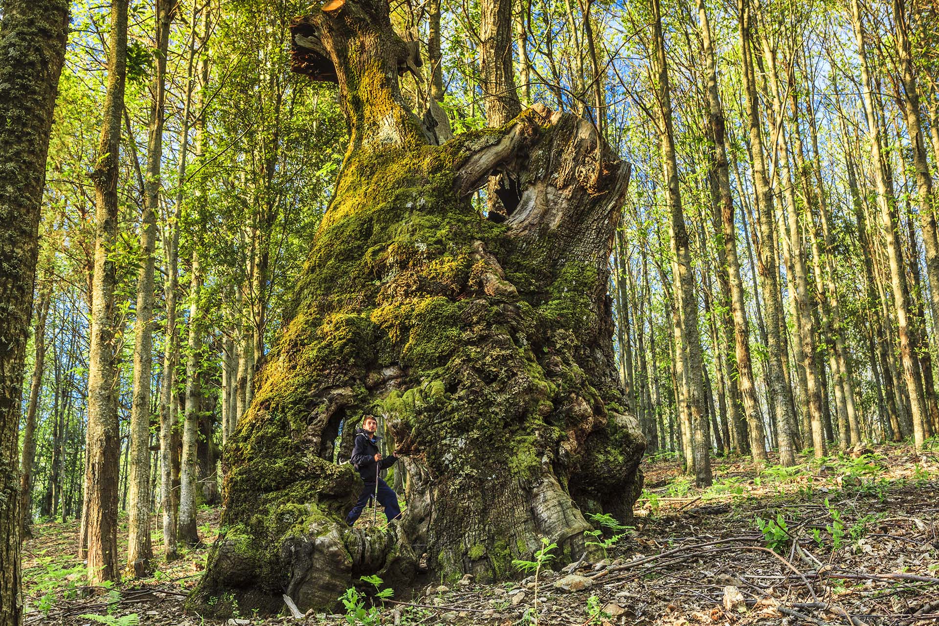 Calabria, Parco Nazionale dell’Aspromonte, albero Monumentale nel bosco di Montalto