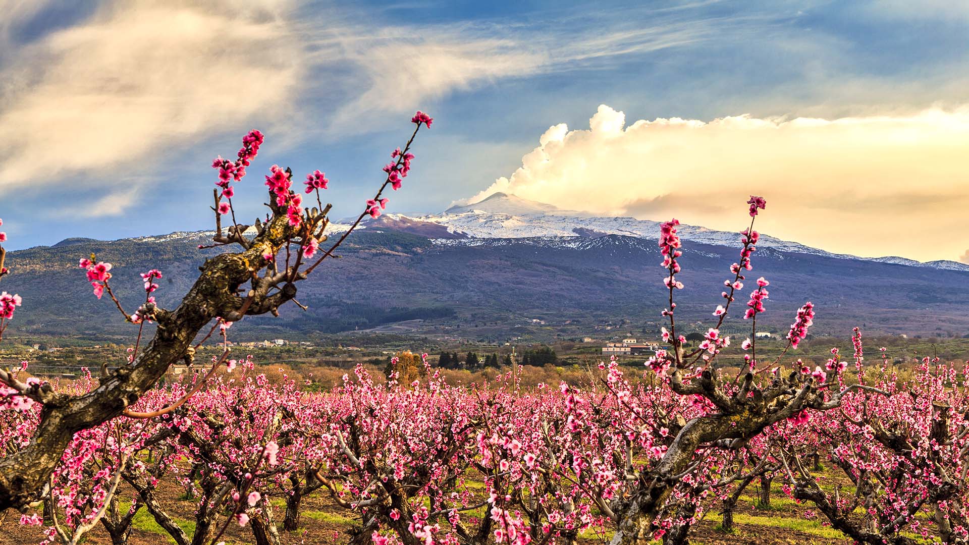 Etna, pescheto in fiore nella valle di Moio Alcantara