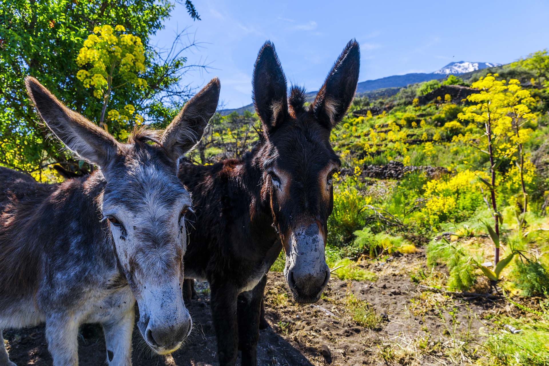 Etna versante nord, asinelli