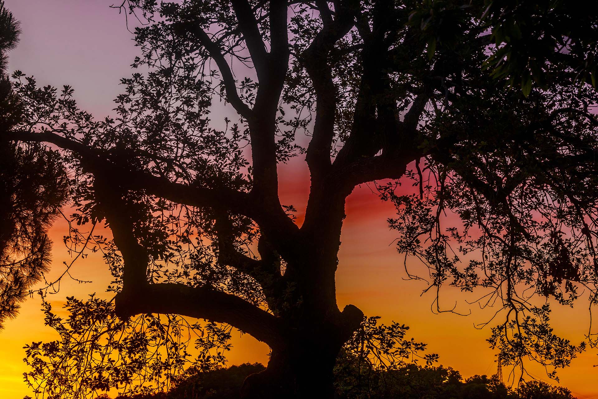 Calabria, albero di Quercia