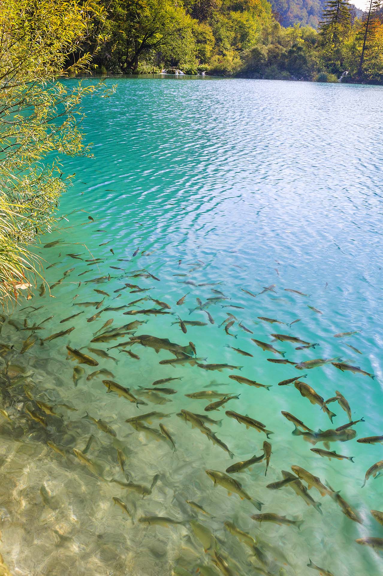 Croazia, lago del Parco Nazionale Plitvice