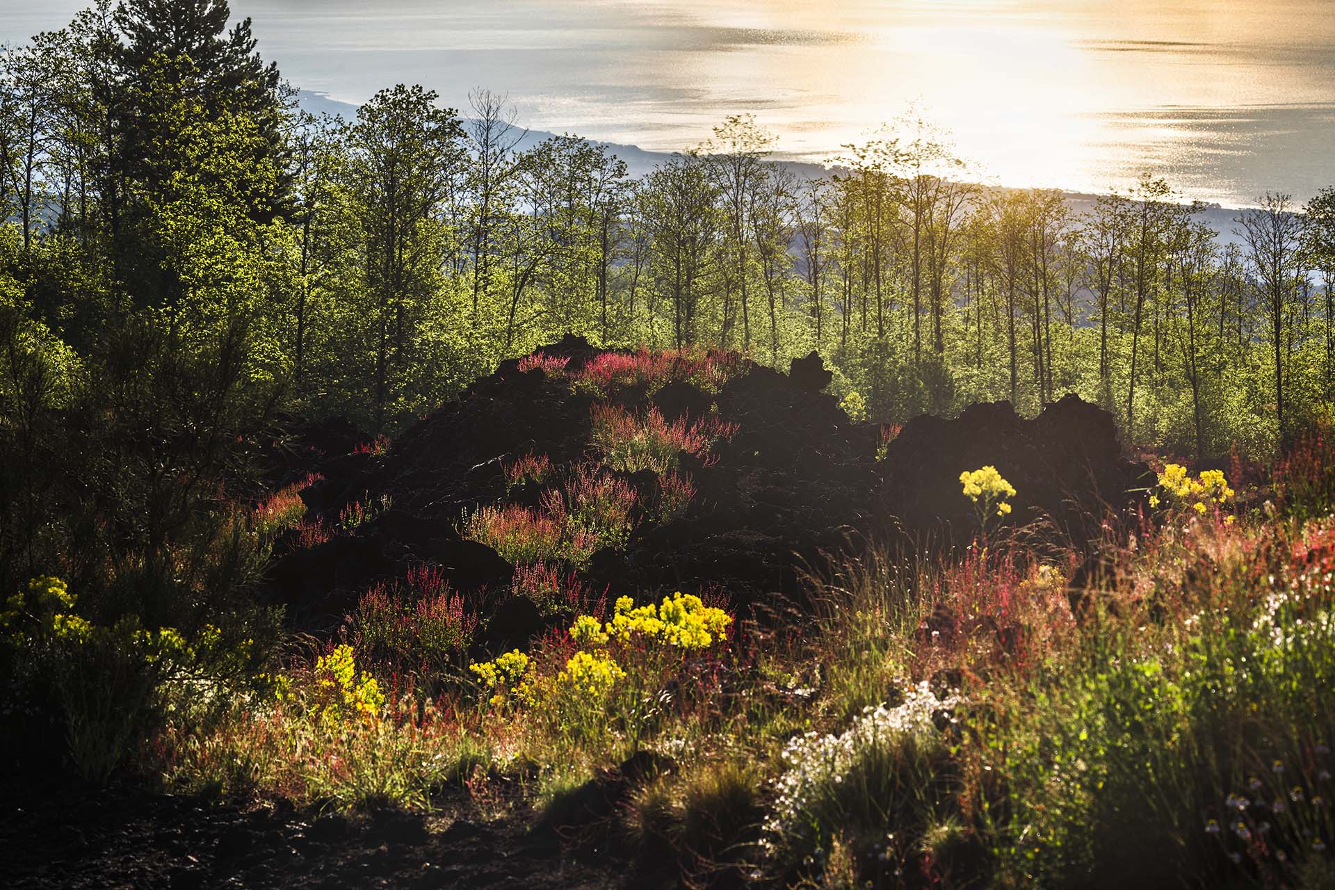 Etna, fiori d'alta quota sopra la colata lavica per Monte Fontane