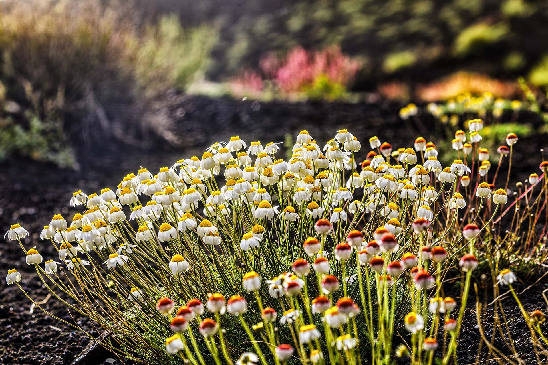 Etna, fiori d'alta quota, cespuglio di Camomilla