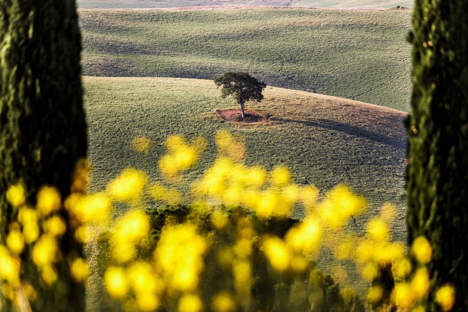 Toscana, paesaggio di Val d'Orcia, alberello solitario