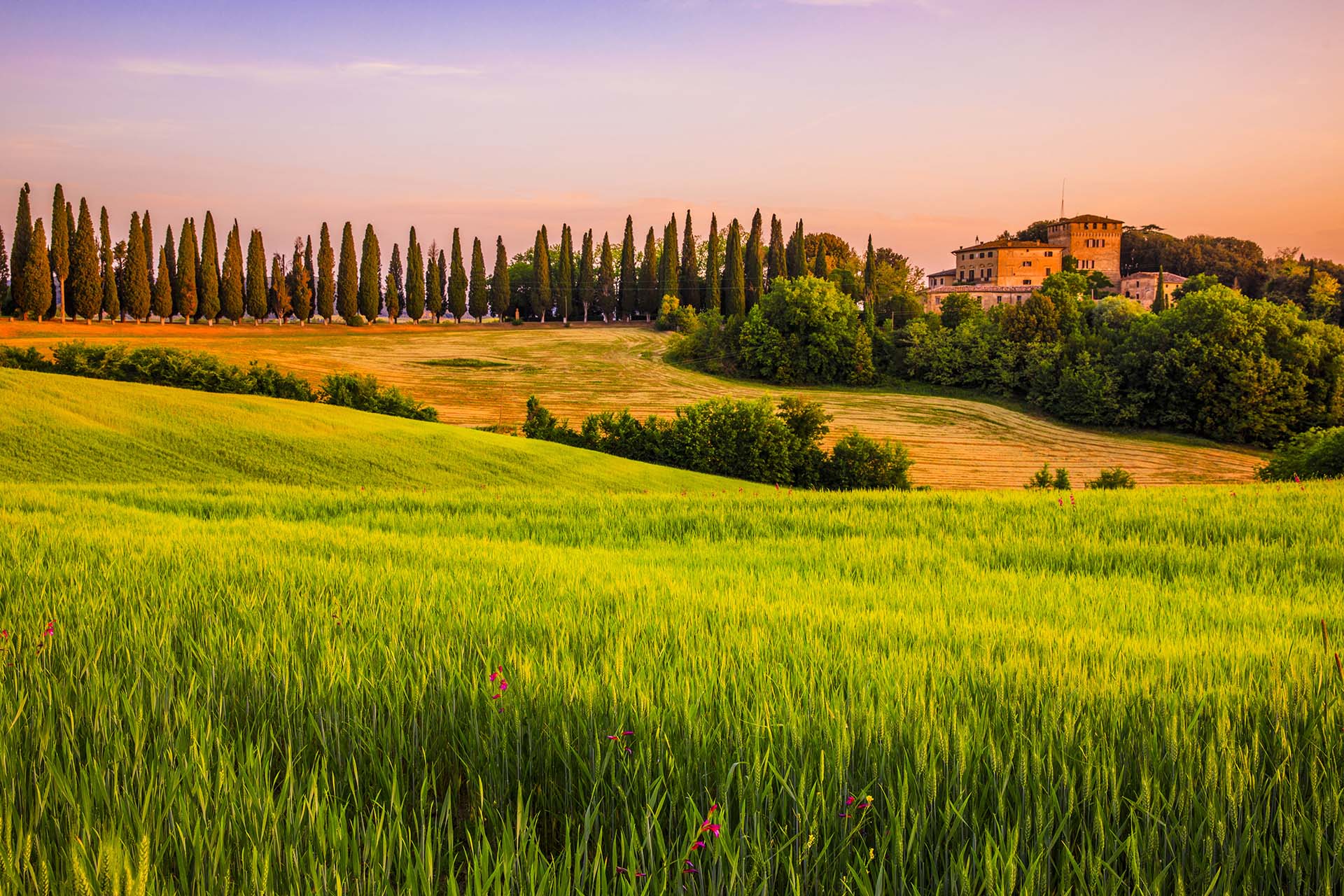 Toscana, Val d'Orcia, Bibbiano, campo di grano a Castelnuovo Tancredi