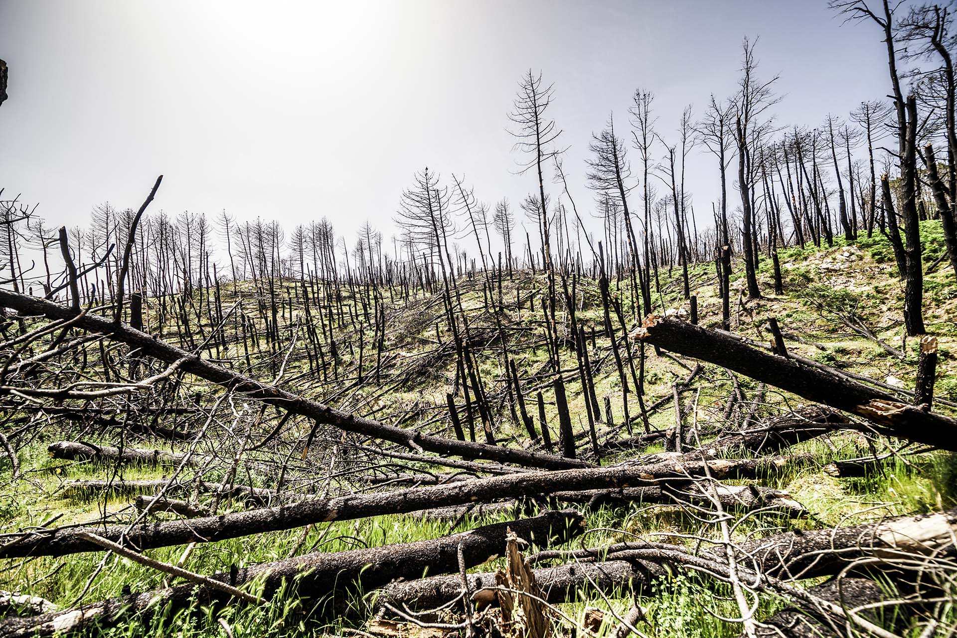 Calabria, il bosco bruciato di Galliciano