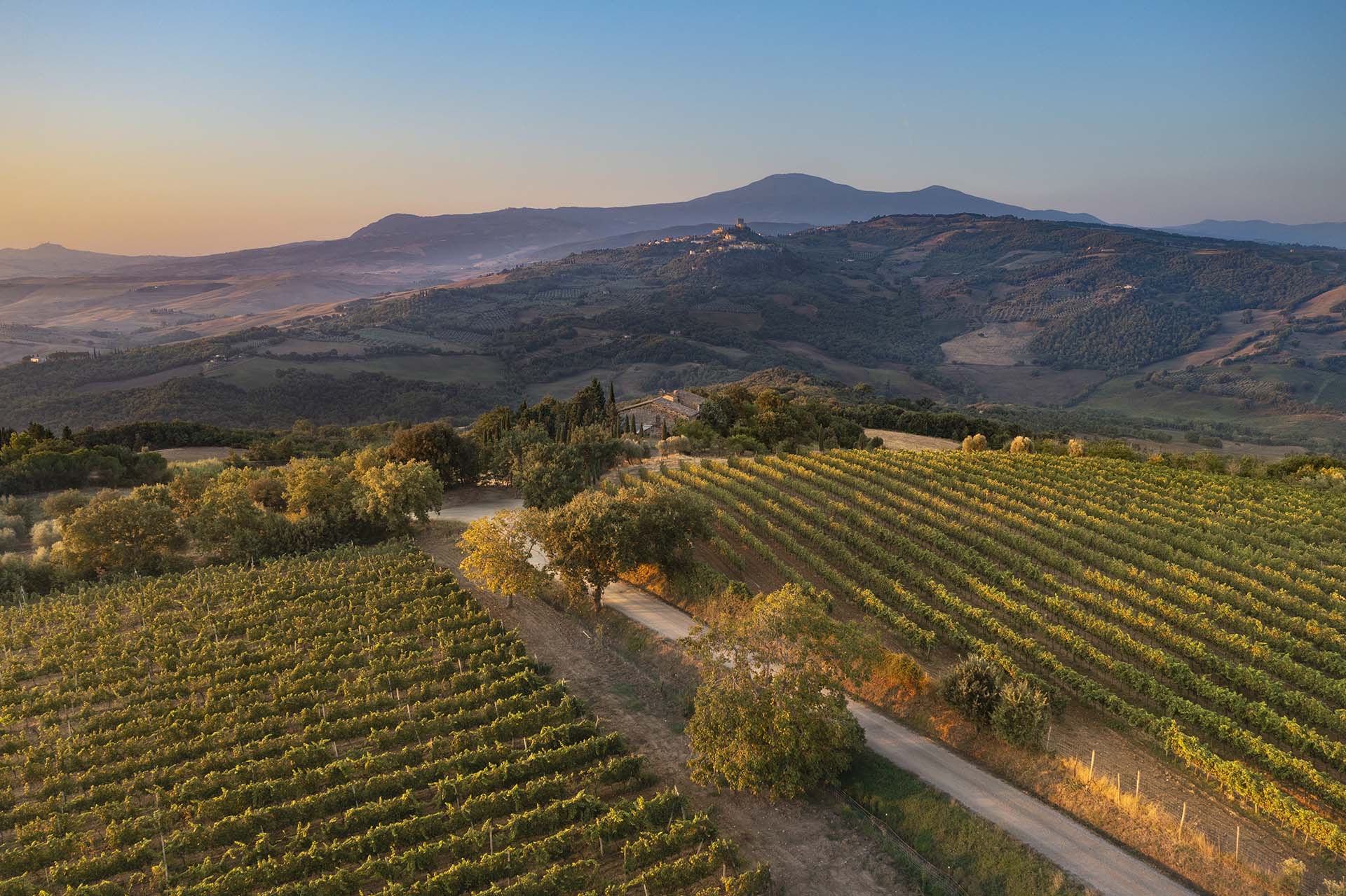 Vigneti della Val d'Orcia e sullo sfondo il Monte Amiata.