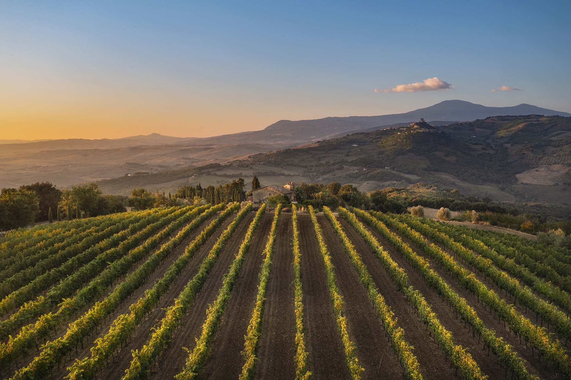 Vigneti della Val d'Orcia e sullo sfondo il Monte Amiata.