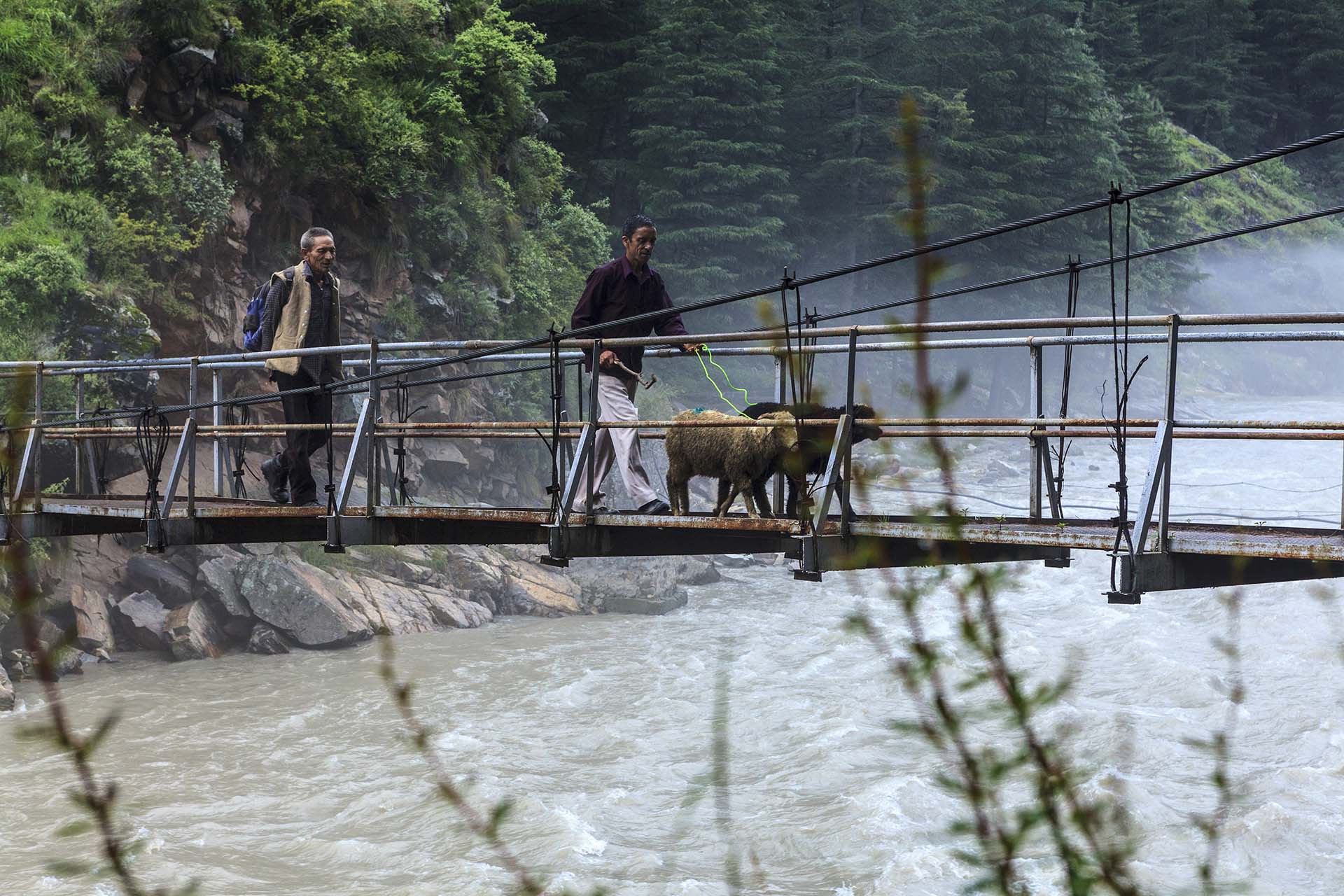 India, Valle del Parvati, ponte sul fiume Parvati a Kasol, a spasso con le pecore