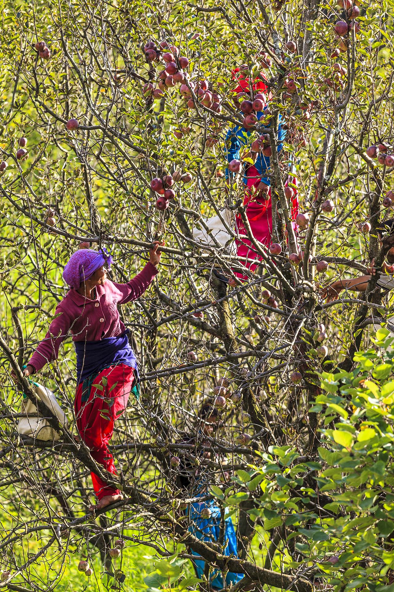 India, Valle del Parvati, la raccolta delle mele a Kasol viene fatta dalle donne che si arrampicano sull'albero a piedi nudi