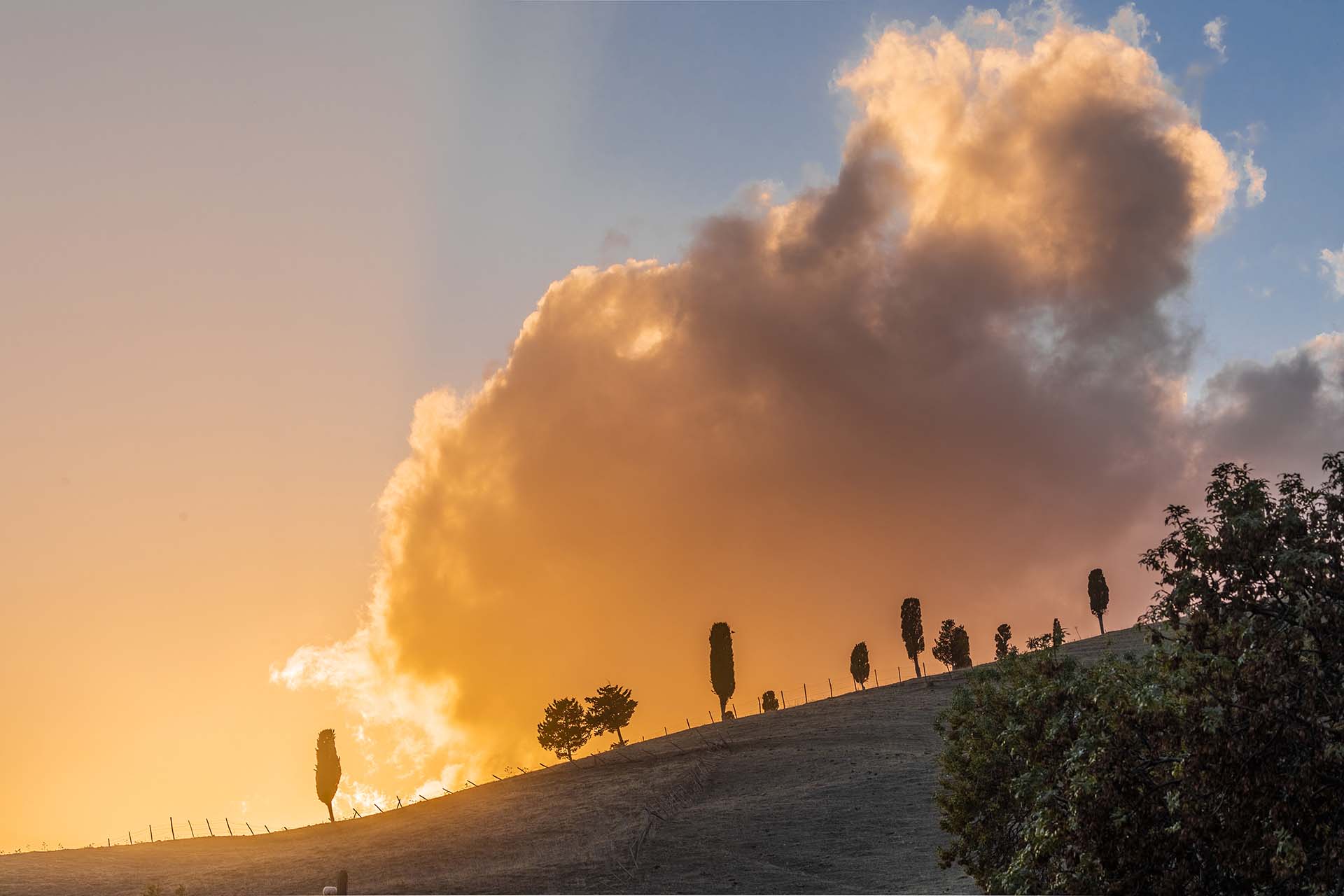 Monti Nebrodi, i Cipressi nelle colline di Maniace