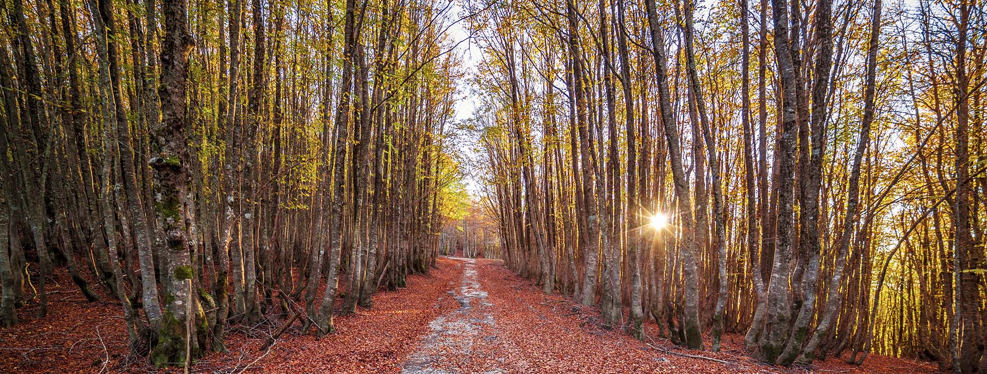 Monti Nebrodi, la dorsale dei Nebrodi immersa nel bosco di Mangalavite al tramonto