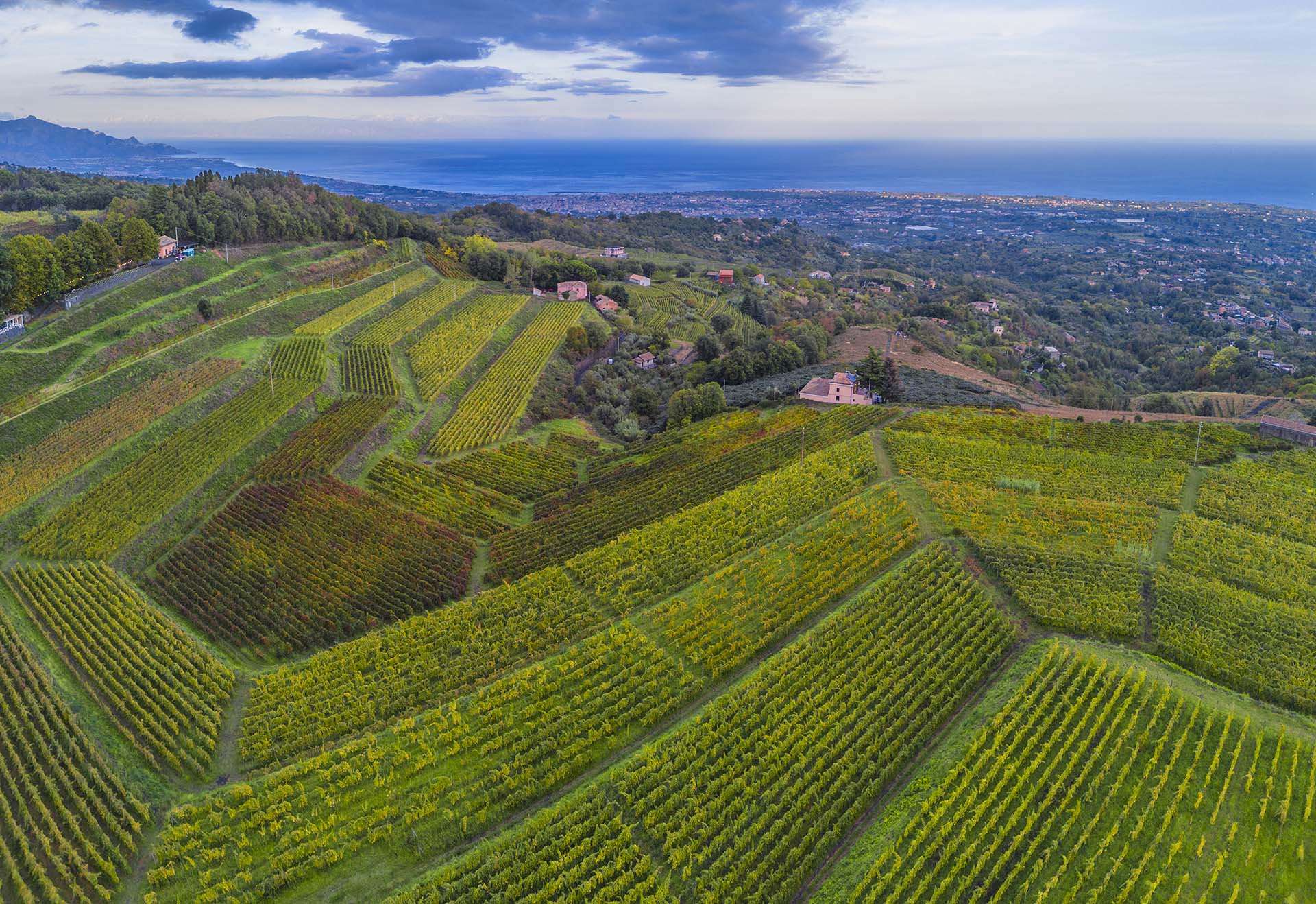 Etna, i meravigliosi vigneti della tenuta Barone di Villagrande a Milo con vista della costa Ionica e la Calabria