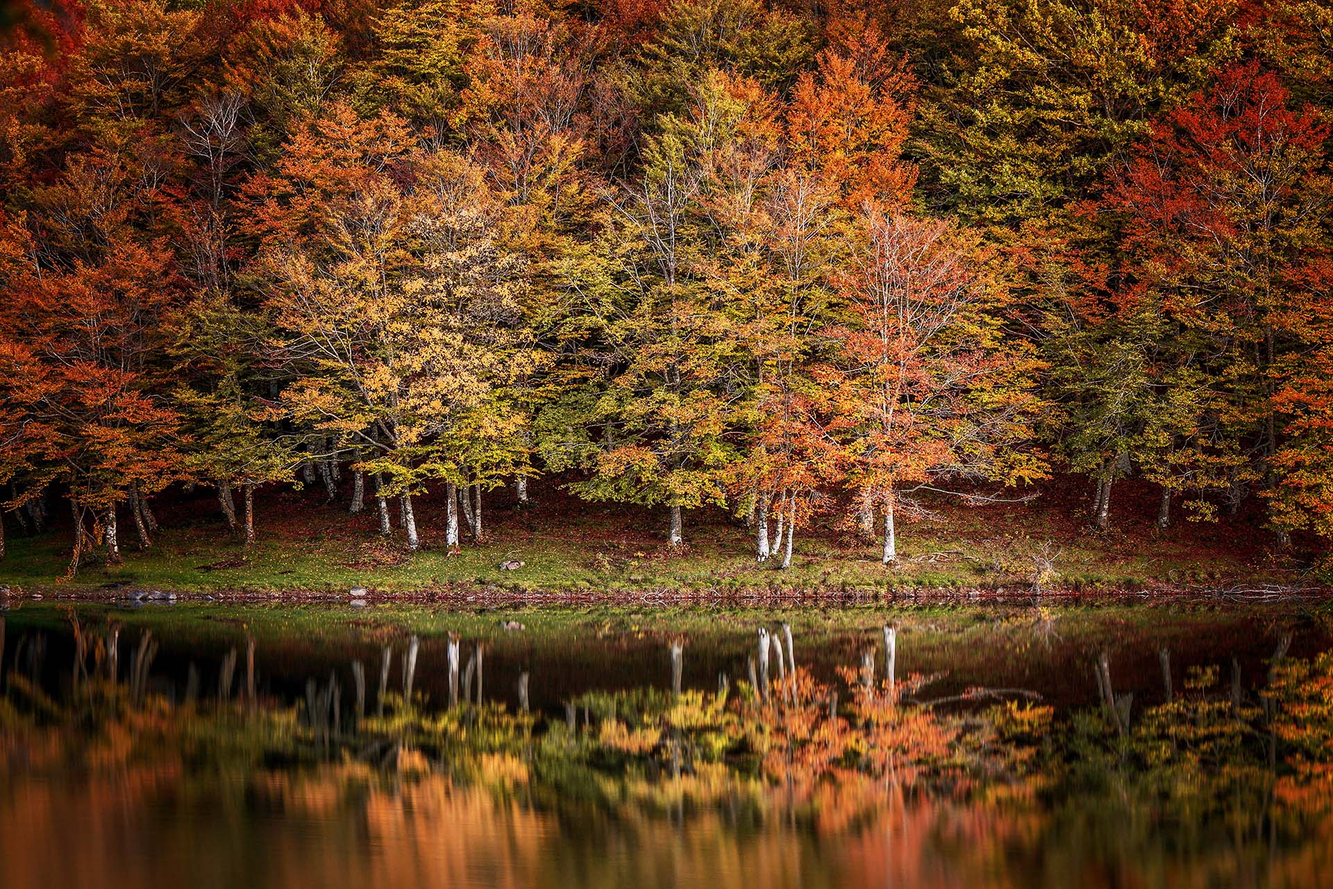 Monti Nebrodi, la faggeta in autunno riflessa sul lago Maulazzo