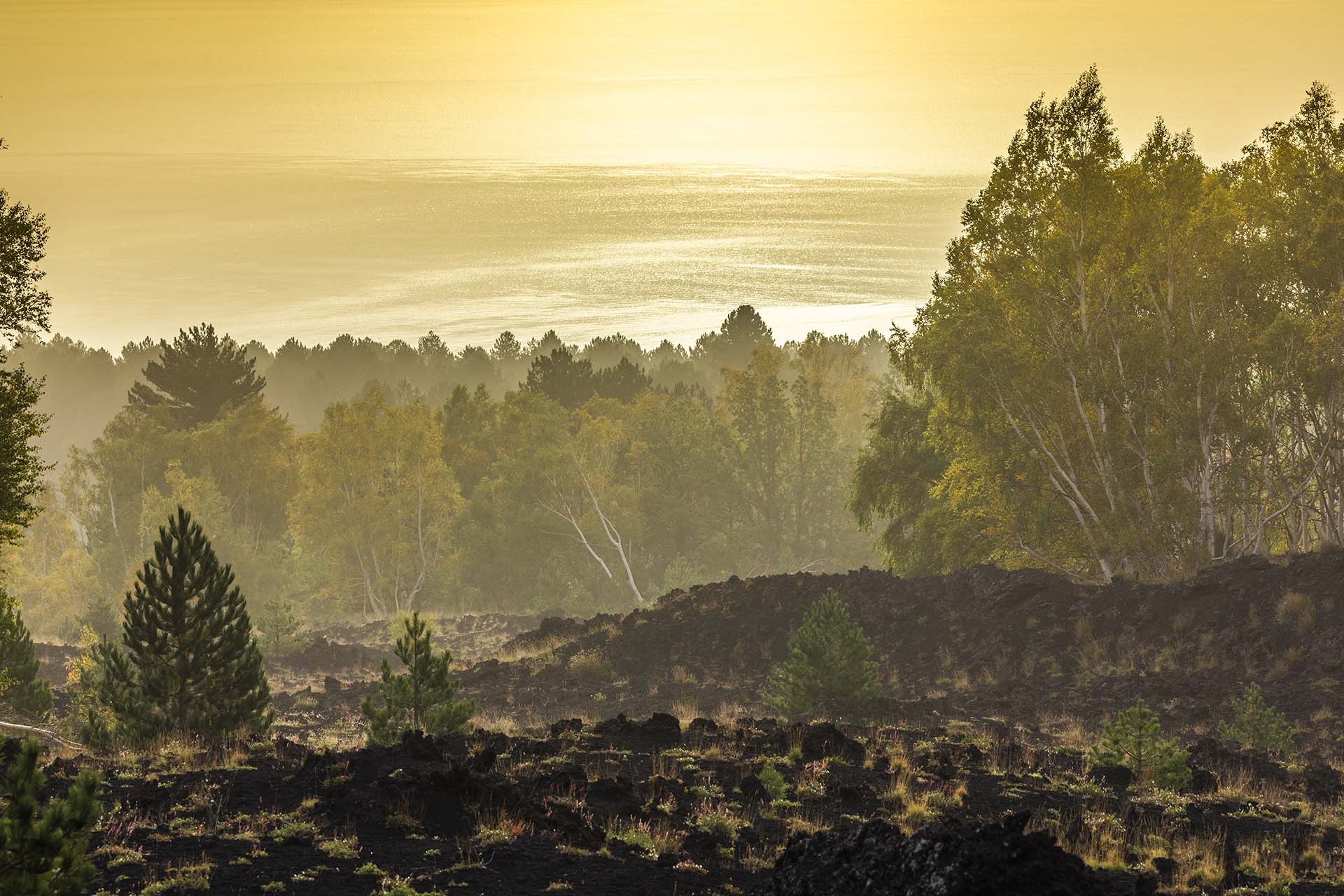 Etna versante est, il bosco sul mare