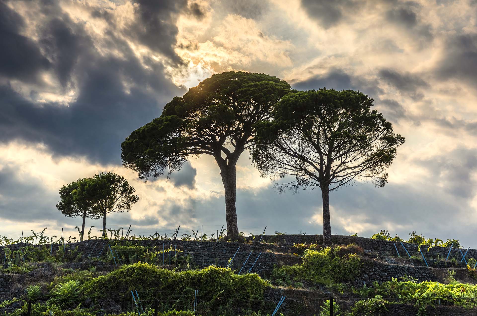 Etna, la tradizione degli alberi di Pino tra i vigneti