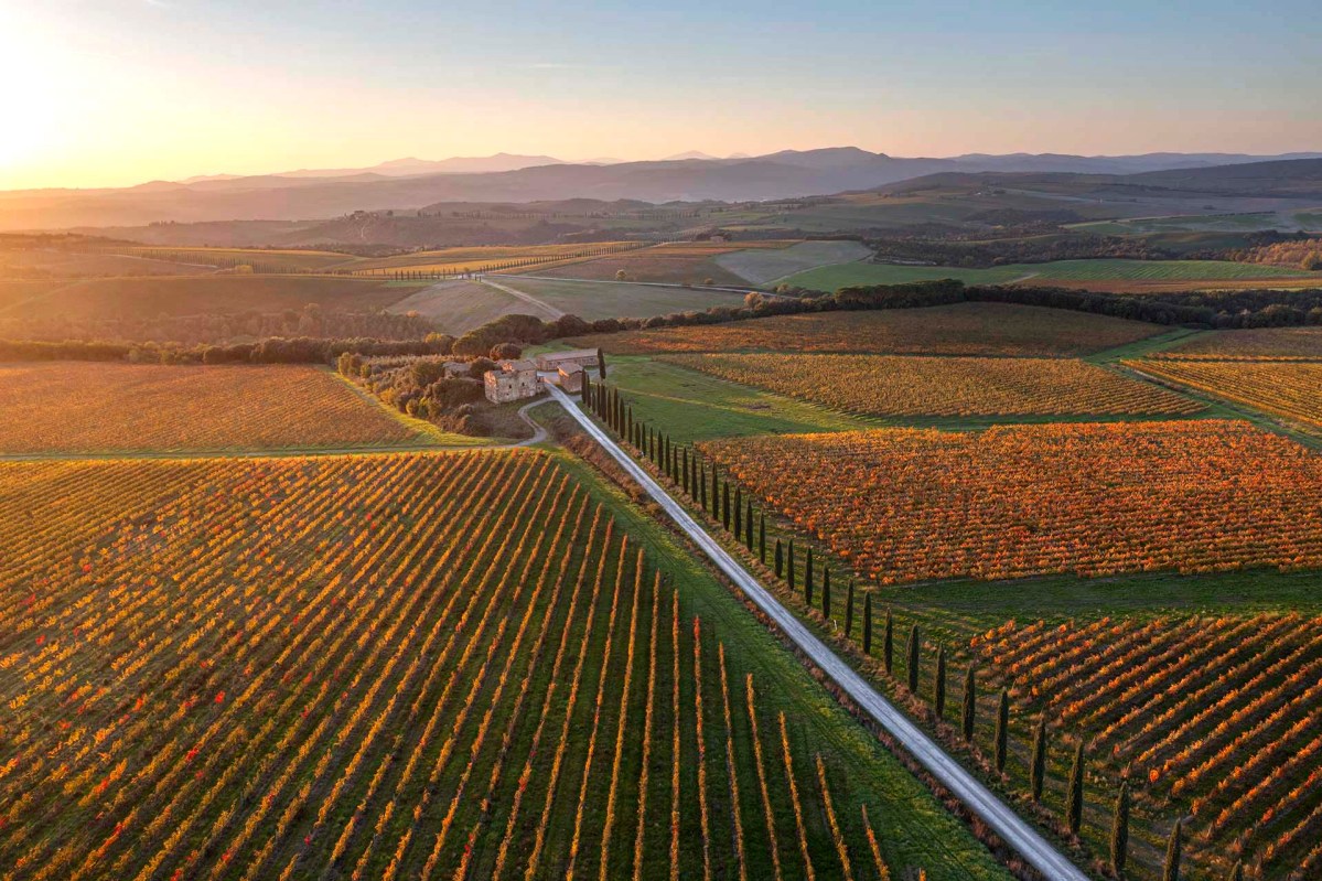 Strada tra i vigneti di Montalcino in toscana.