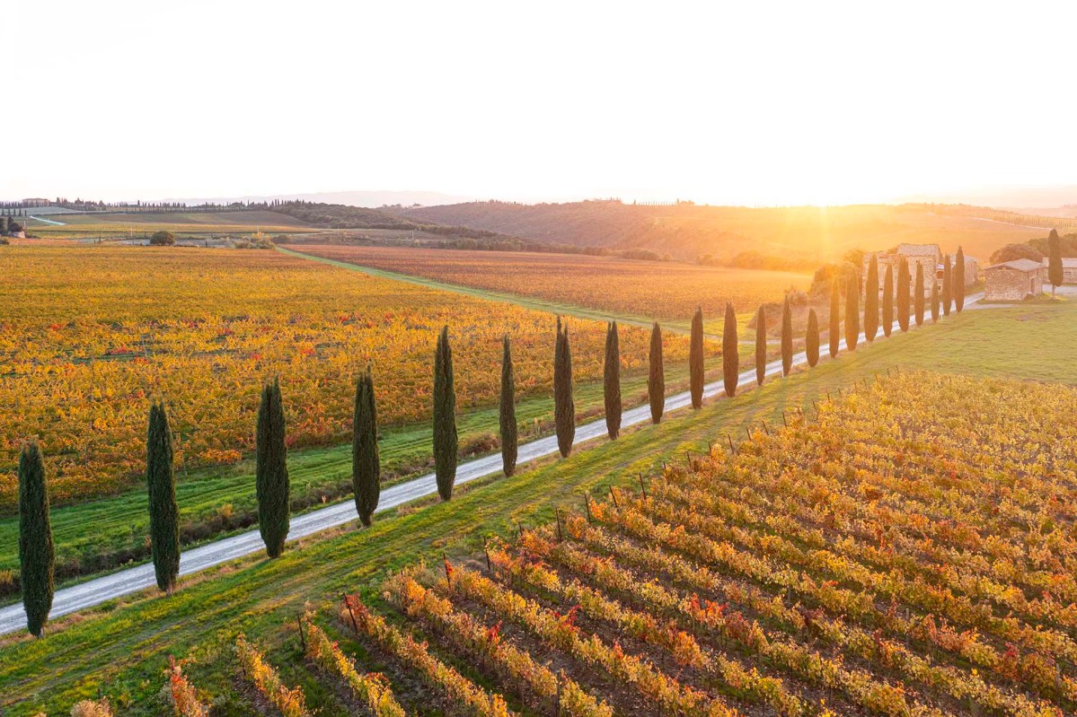 Vigneti di Montalcino in Toscana