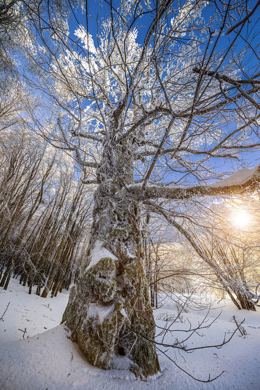Acerone, Nebrodi, Albero secolare, Sicilia