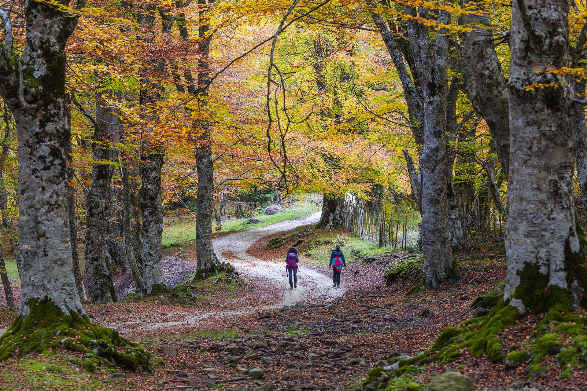 Monti Nebrodi, trakking nella fageta in autunno lungo la dorsale dei laghi