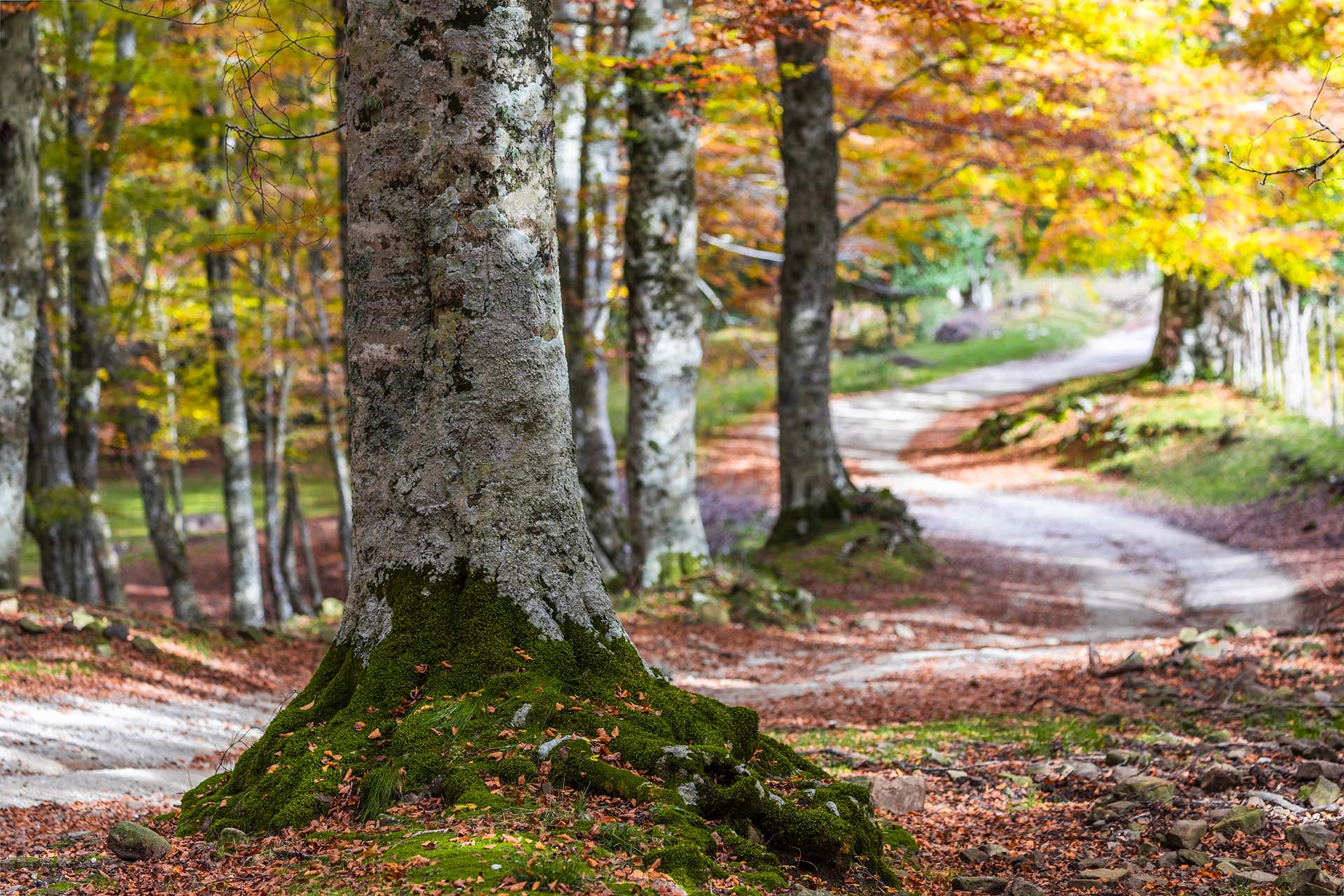 Monti Nebrodi, la fageta in autunno lungo la dorsale dei laghi