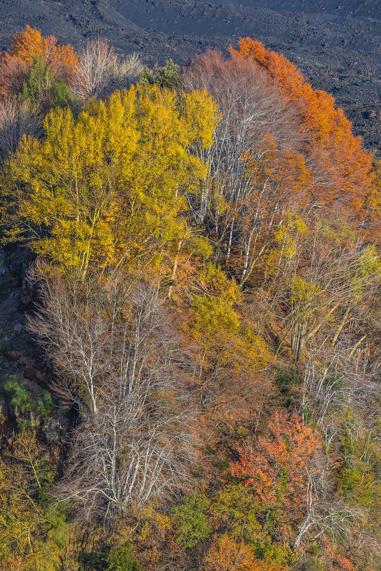 Etna, i colori dell'autuno nel bosco di Monte Pomiciaro