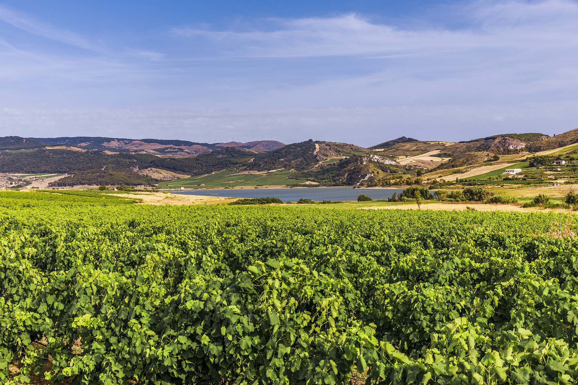 0A1A6293.jpg-Agrigento-i-vigneti-del-lago-Arancio