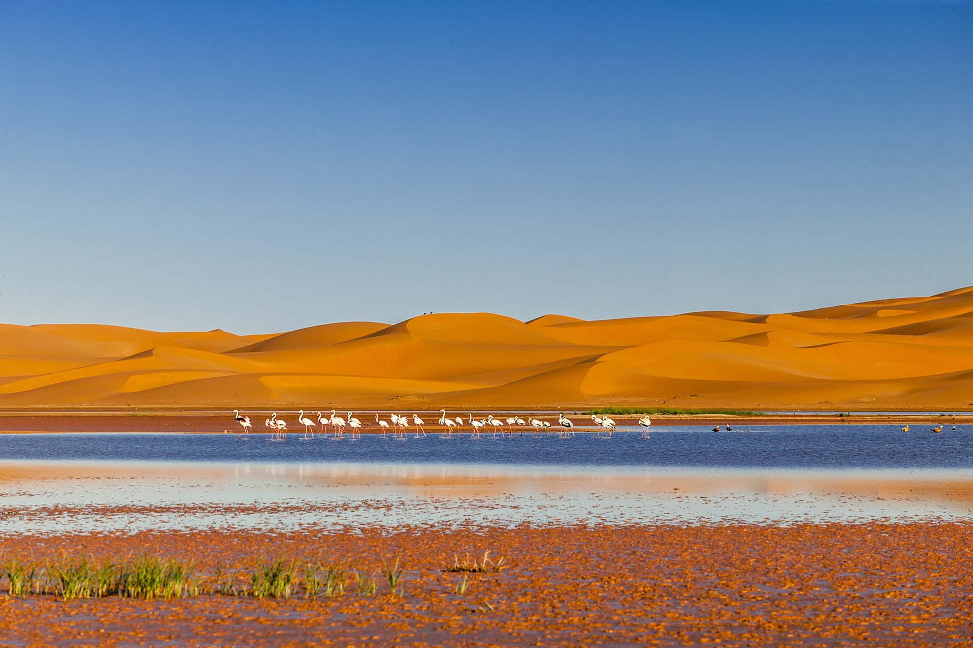 Marocco, Merzouca, fenicotteri rosa nel lago Dayet Srji e le dune del deserto Erg Chebbi