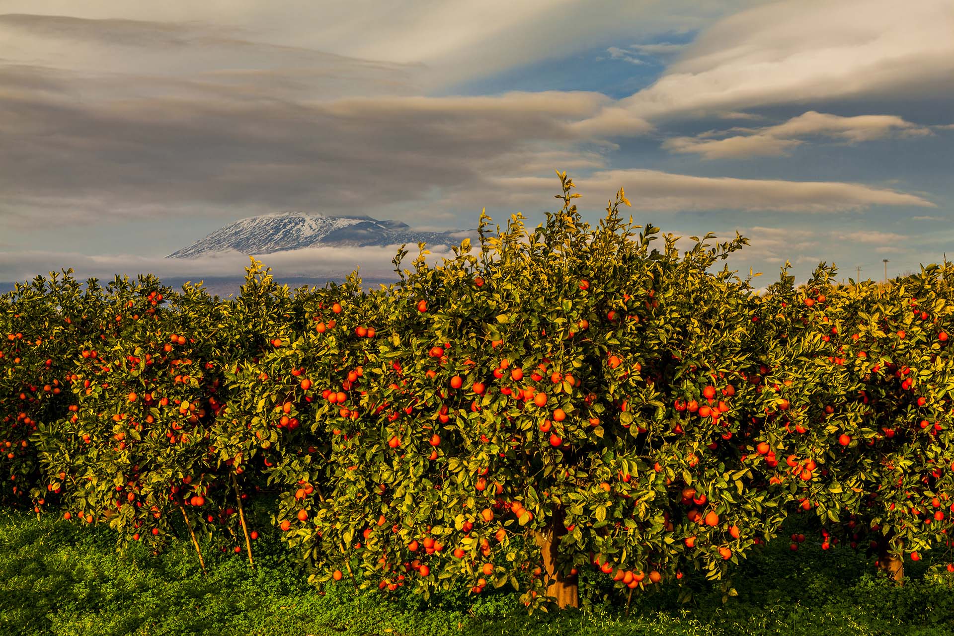 Etna, Piana di Catania, giardino di arance Tarocco