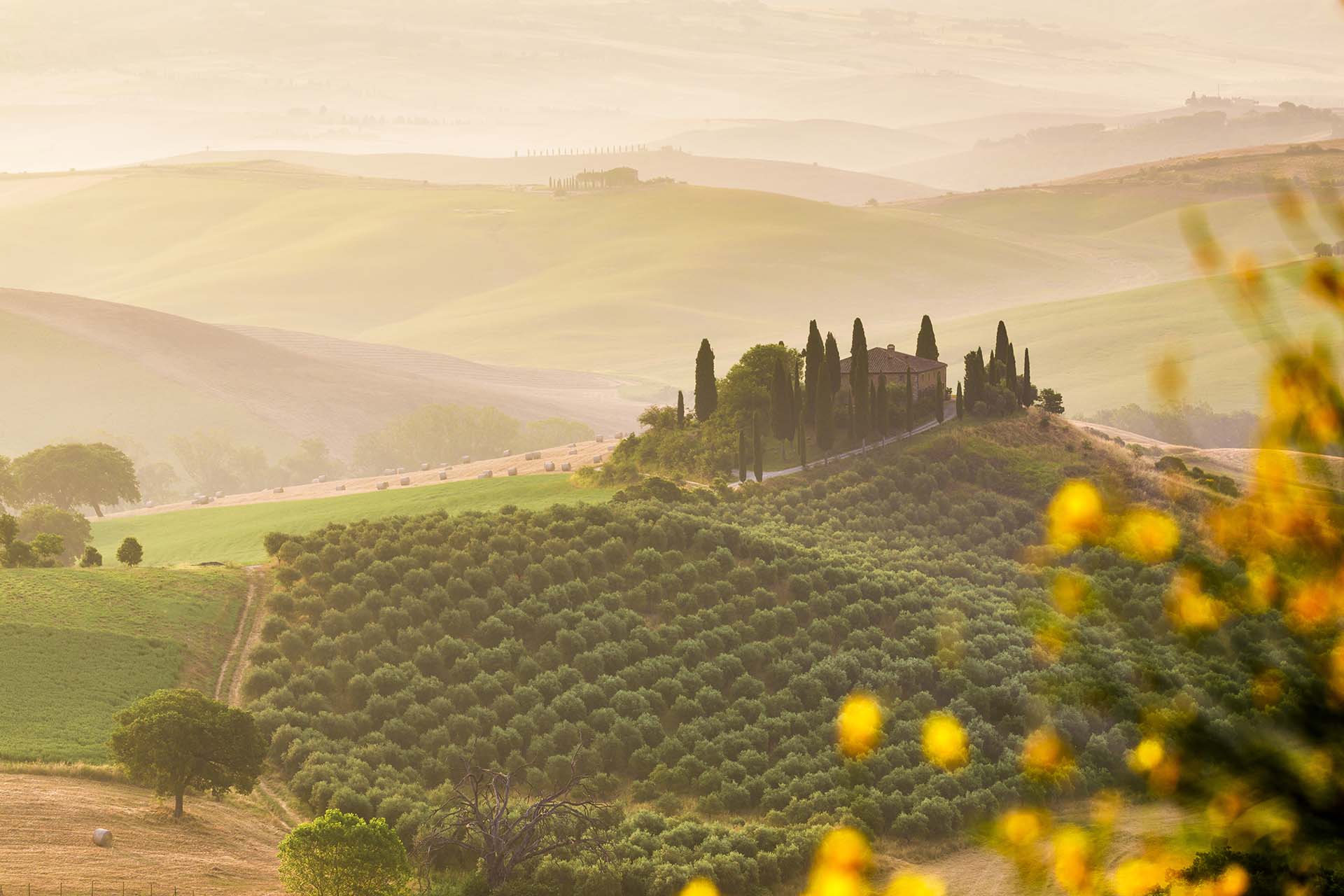 Toscana, Val D'Orcia, uliveto e campi di grano nelle colline di Podere Belvedere