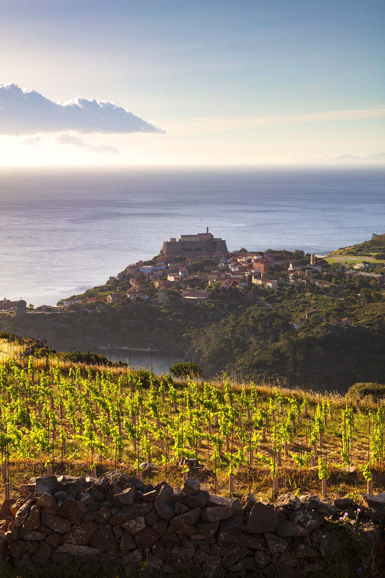 Vigneti e vista sul borgo di Capraia Isola