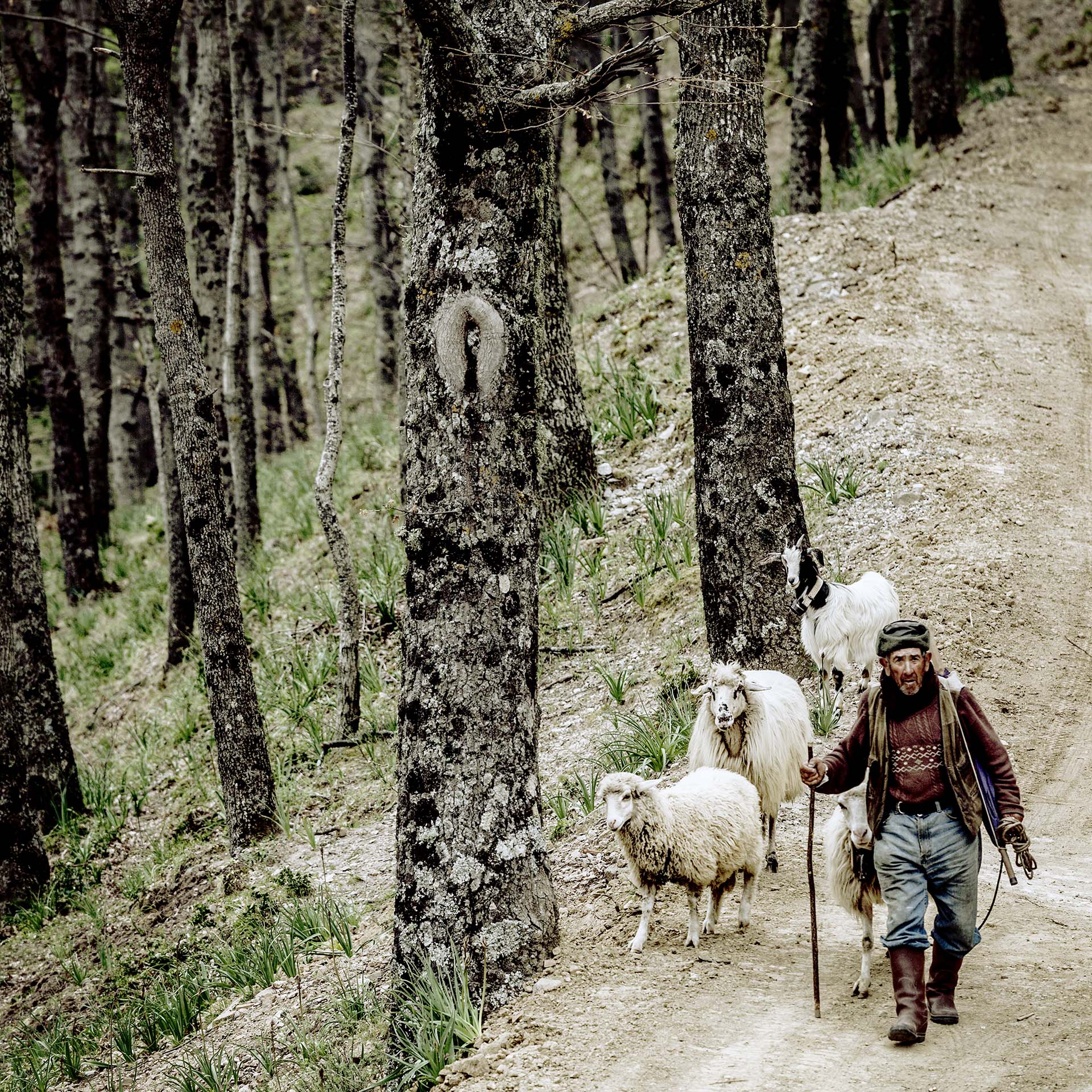 Monti Nebrodi, pastore con il suo piccolo grege tra i boschi delle Rocche del Crasto