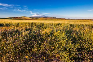 Contrasti di bellezza nella Piana di Catania, fiori selvatici, grano dorato e la maestosità dell'Etna