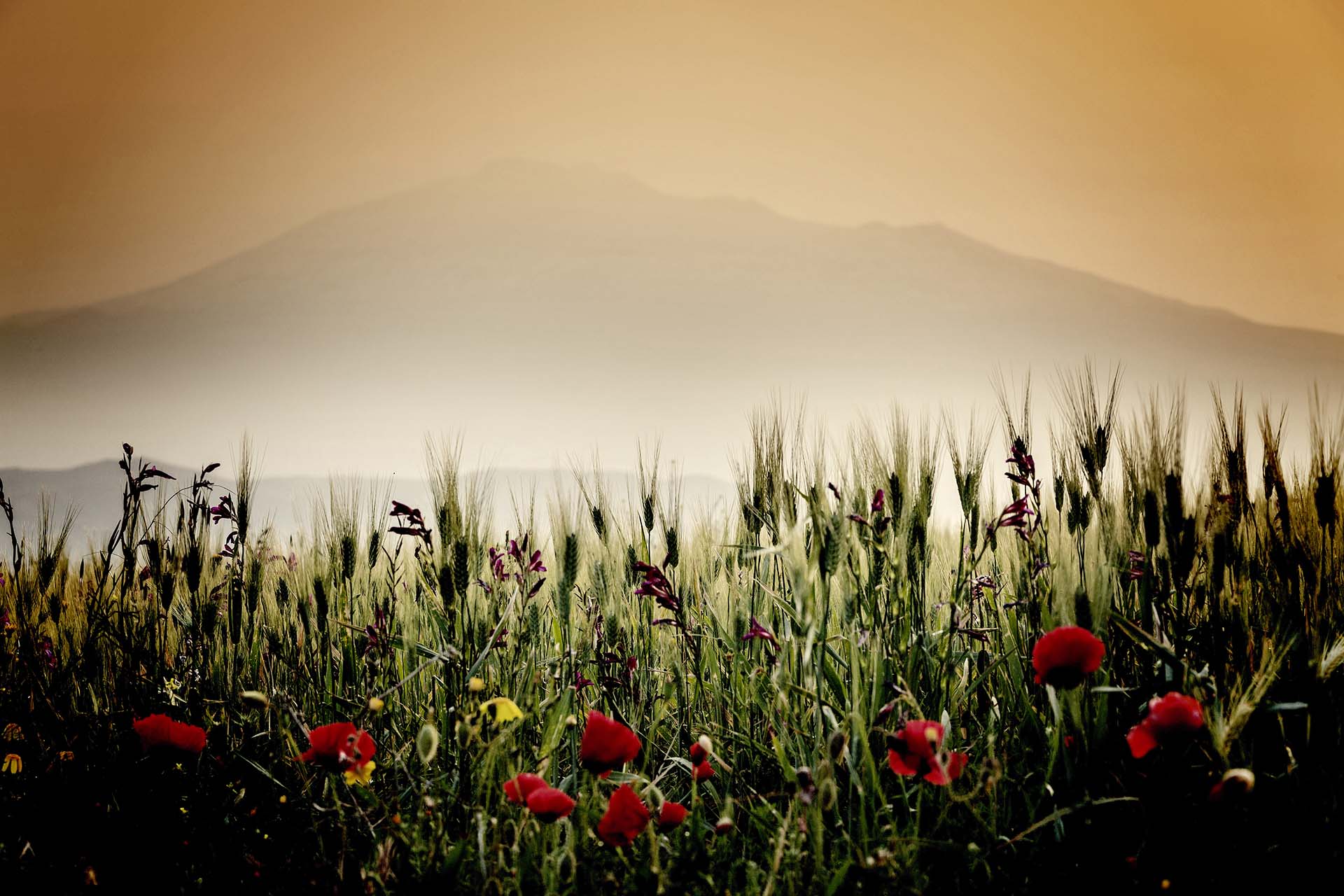 L'Etna tra i Campi Fioriti della Piana di Catania