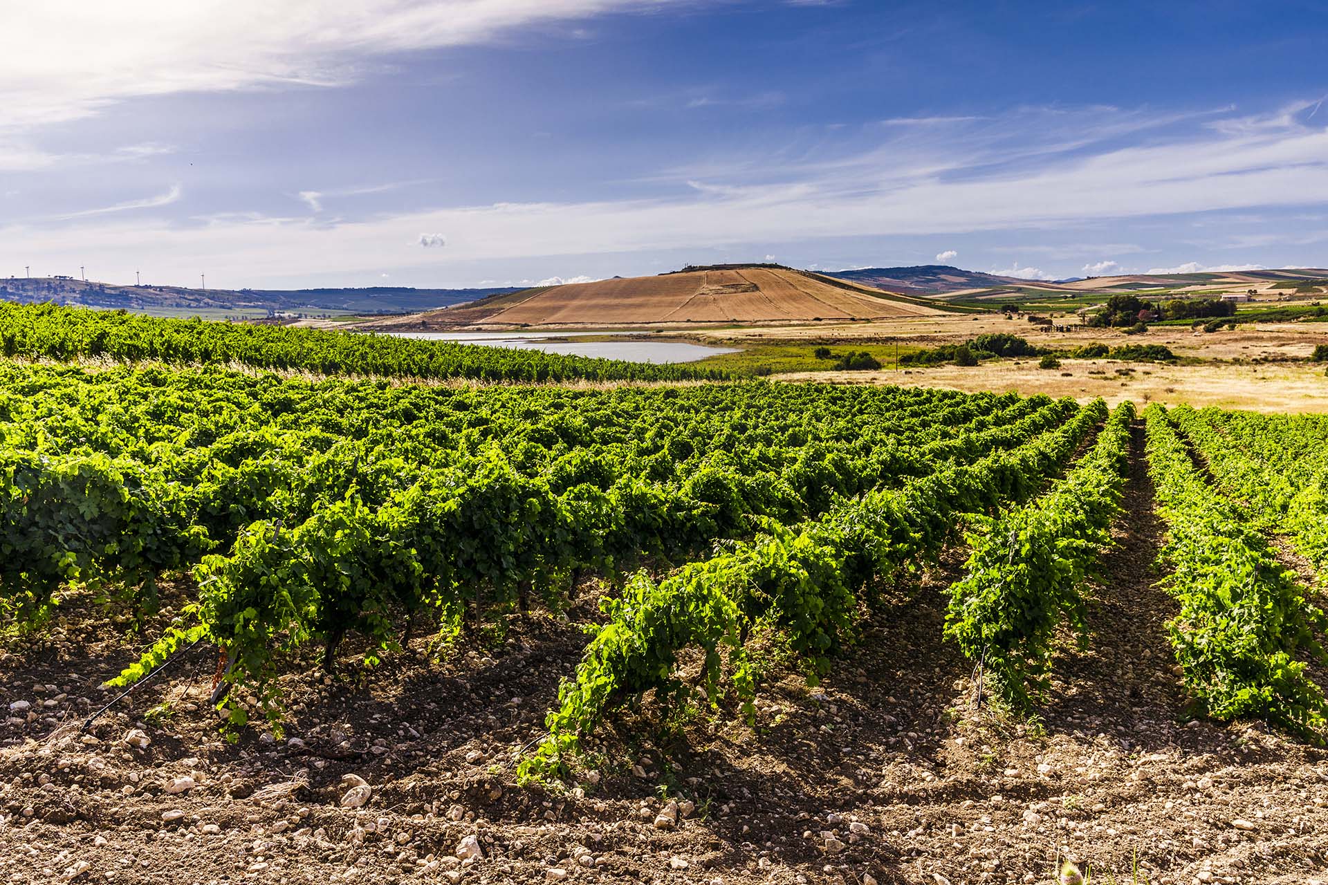 0A1A6278-Agrigento Sambuca di Sicilia, i vigneti del lago Arancio