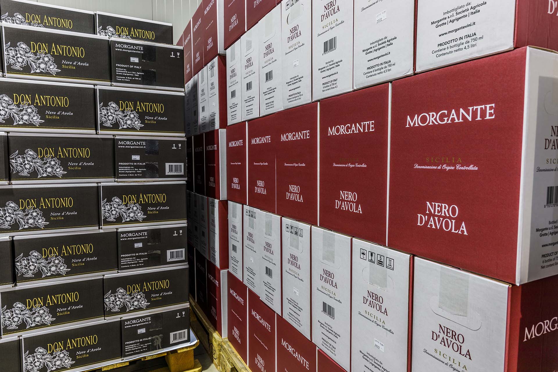 0A1A6571-Tenuta Vinicola Morgante a Racalmuto, il percorso del vino dalla vigna all'etichetta