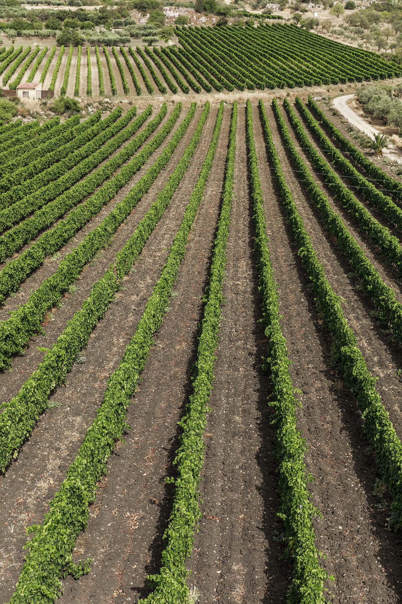 la vigna Morgante 