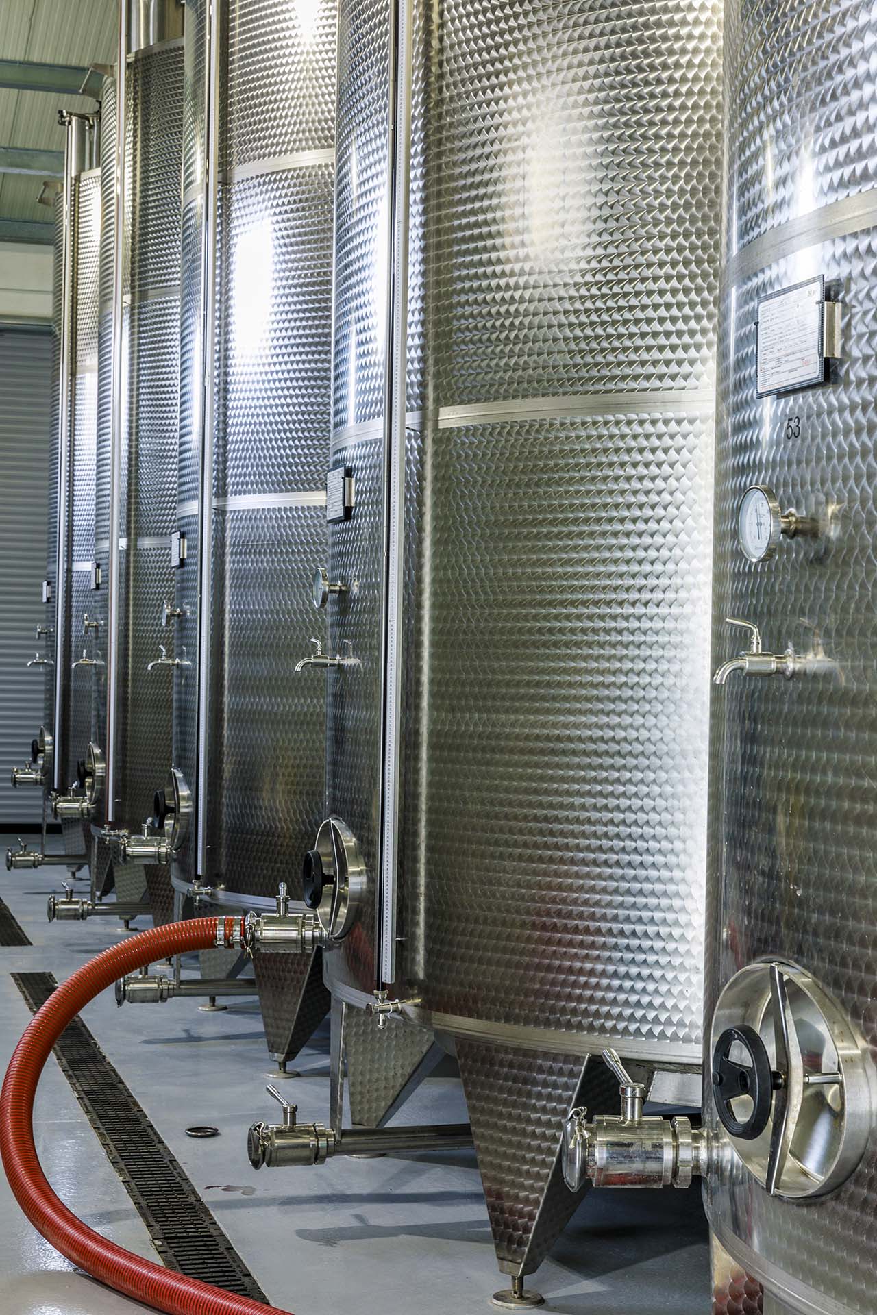 0A1A6638-Tenuta Vinicola Morgante a Racalmuto, il percorso del vino dalla vigna all'etichetta
