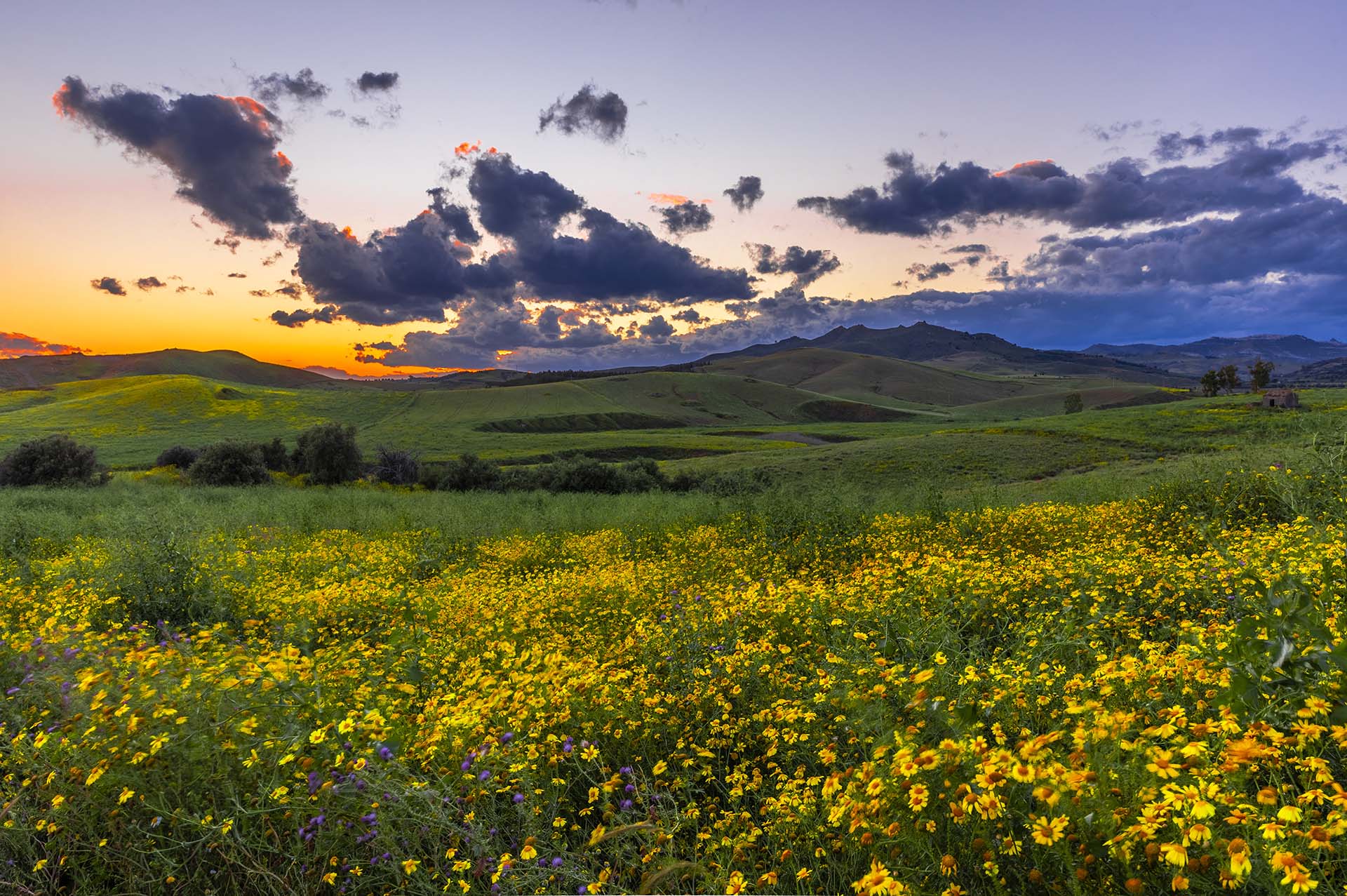 SAFF7044-HDR-Magia Crepuscolare, campi di Grano e Fiori selvatici nella Piana di Catania © ALESSANDRO SAFFO 2025