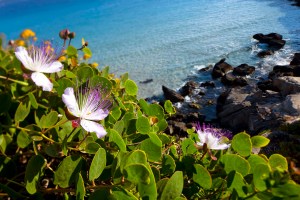 _MG_0343-Favignana, un sogno azzurro tra fiori di cappero e mare puro