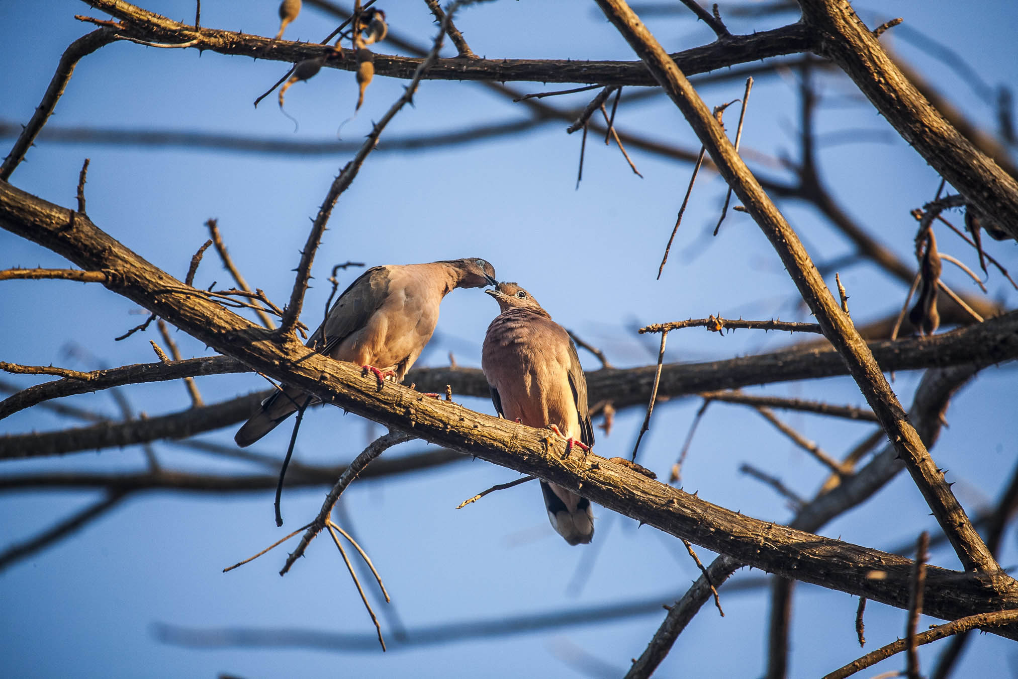 Il Dolce Bacio delle Pomba de bando, Brasile
