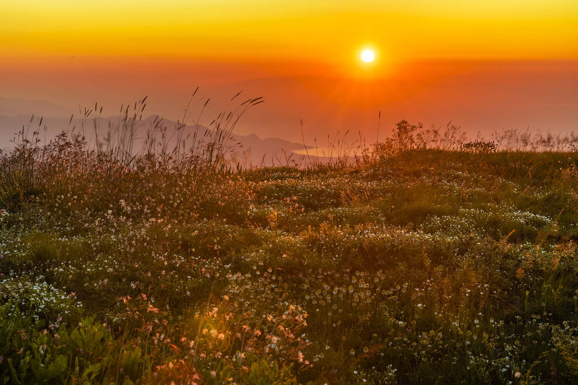 SAFF1290-HDR-L'Etna si sveglia, illuminando i fiori d'alta quota della Schiena dell'Asino con un'alba mozzafiato sulla costa Ionica, i Nebrodi, la Calabria e lo Stretto di Messina