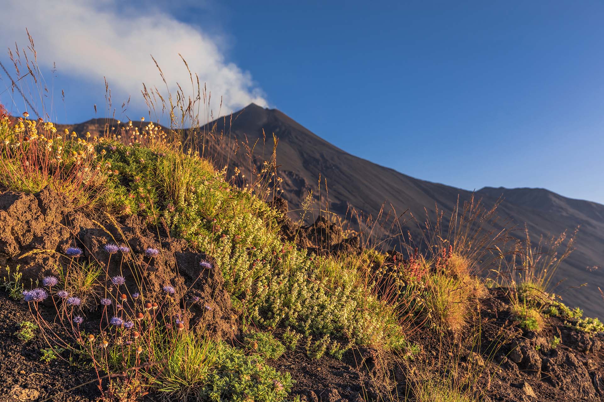 SAFF1323-Etna, fiori pionieri sulla Schiena dell'Asino e lo spettacolo del Cratere di Sud-Est attivo