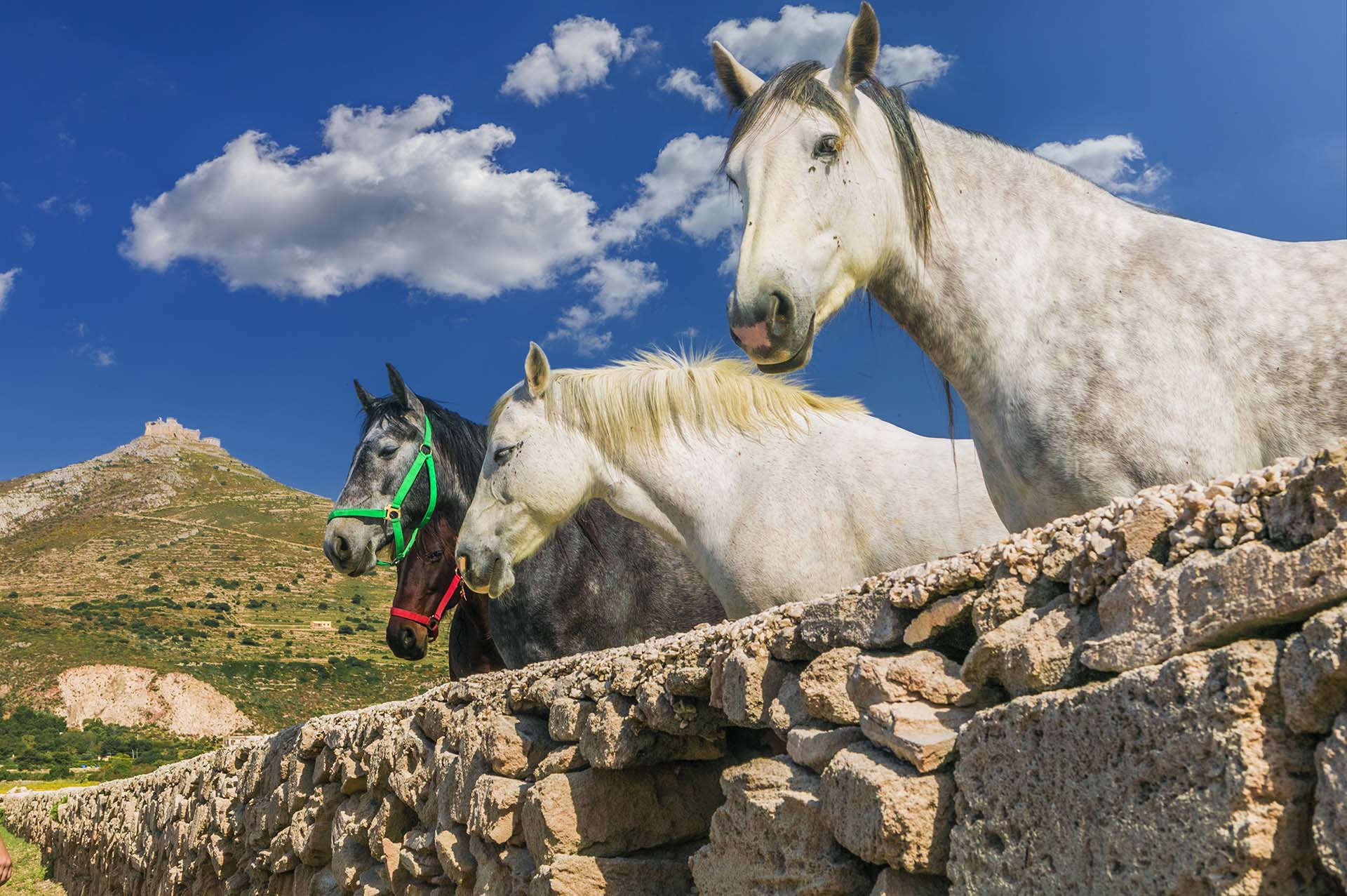 DE7U5760-IIsola di Favignana, Cavalli al pascolo nelle campagne di Calamoni