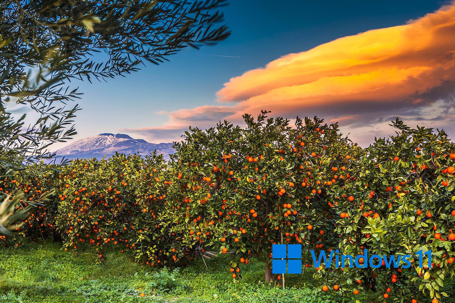 SIM-474035-Le arance dell’Etna