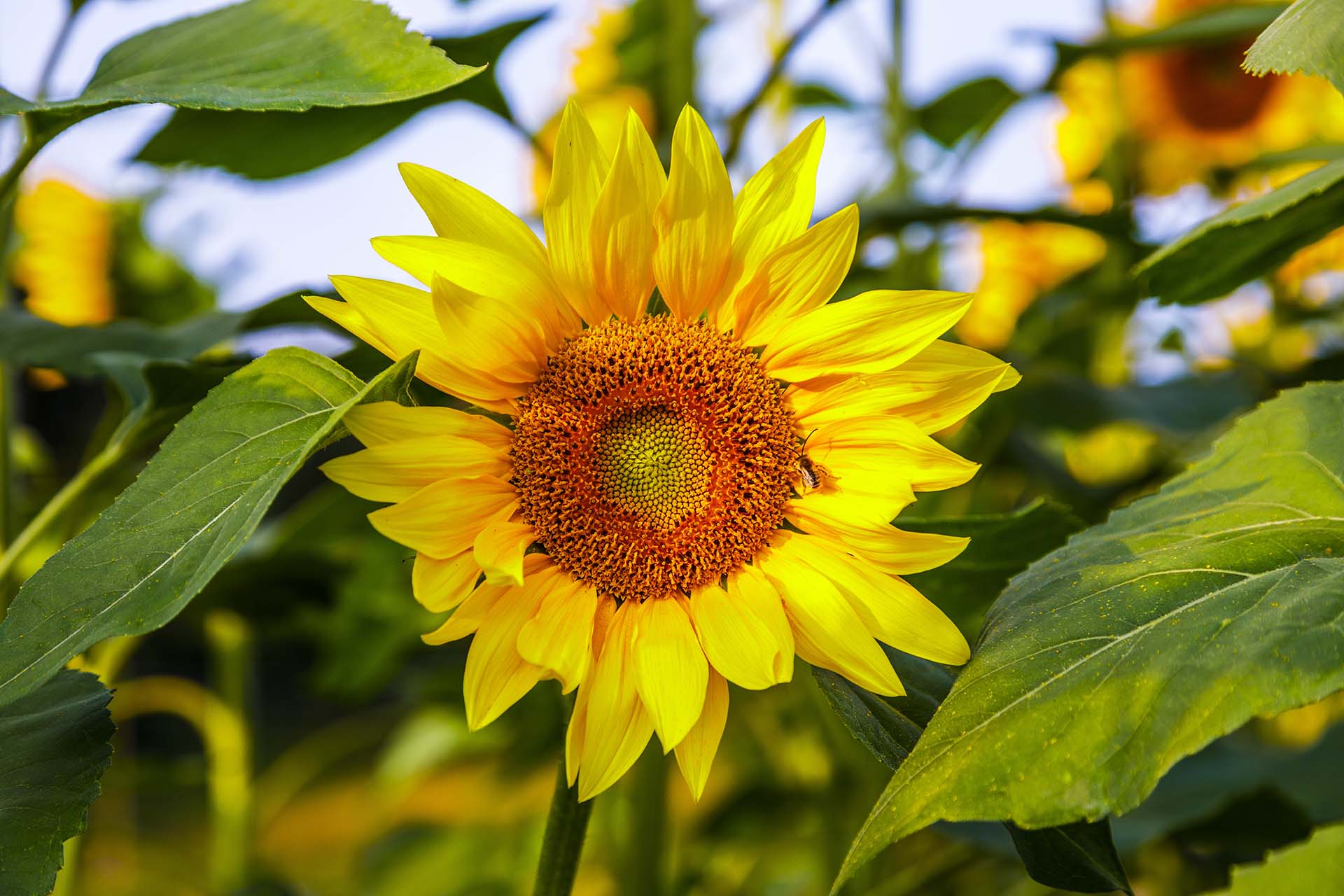0A1A2571-I girasoli della Toscana