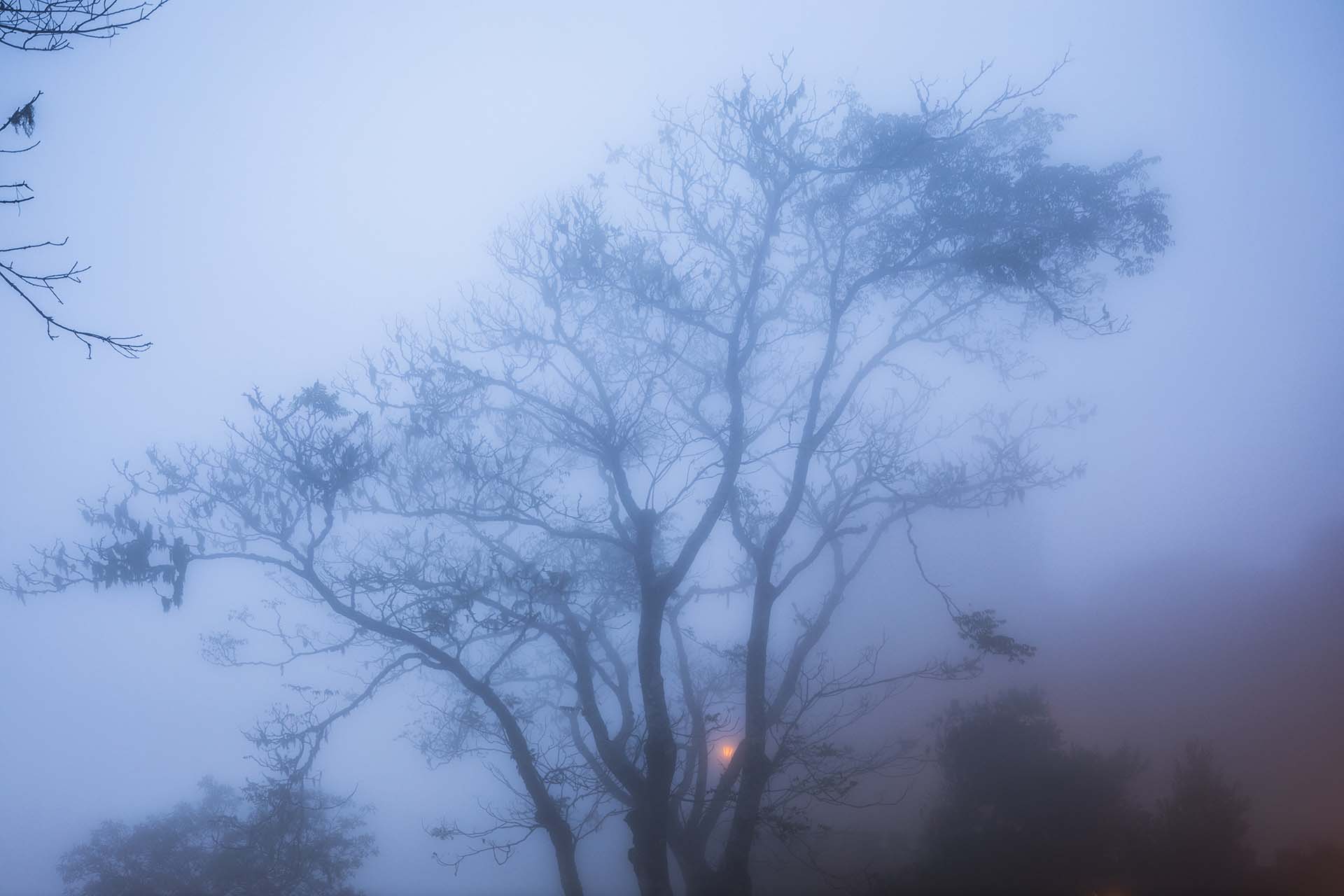 0A1A4651-L'albero nell'ombra silente della nebbia