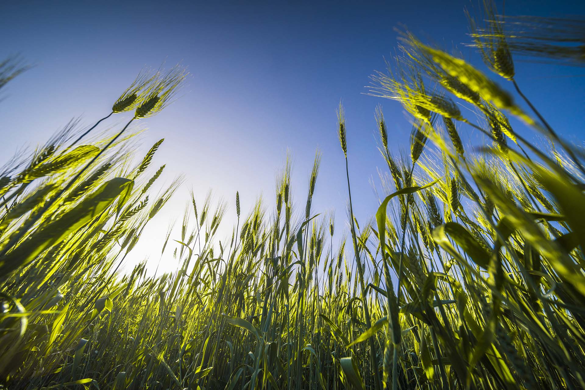 0A1A5857-Toscana, i campi di grano della Val d'Orcia