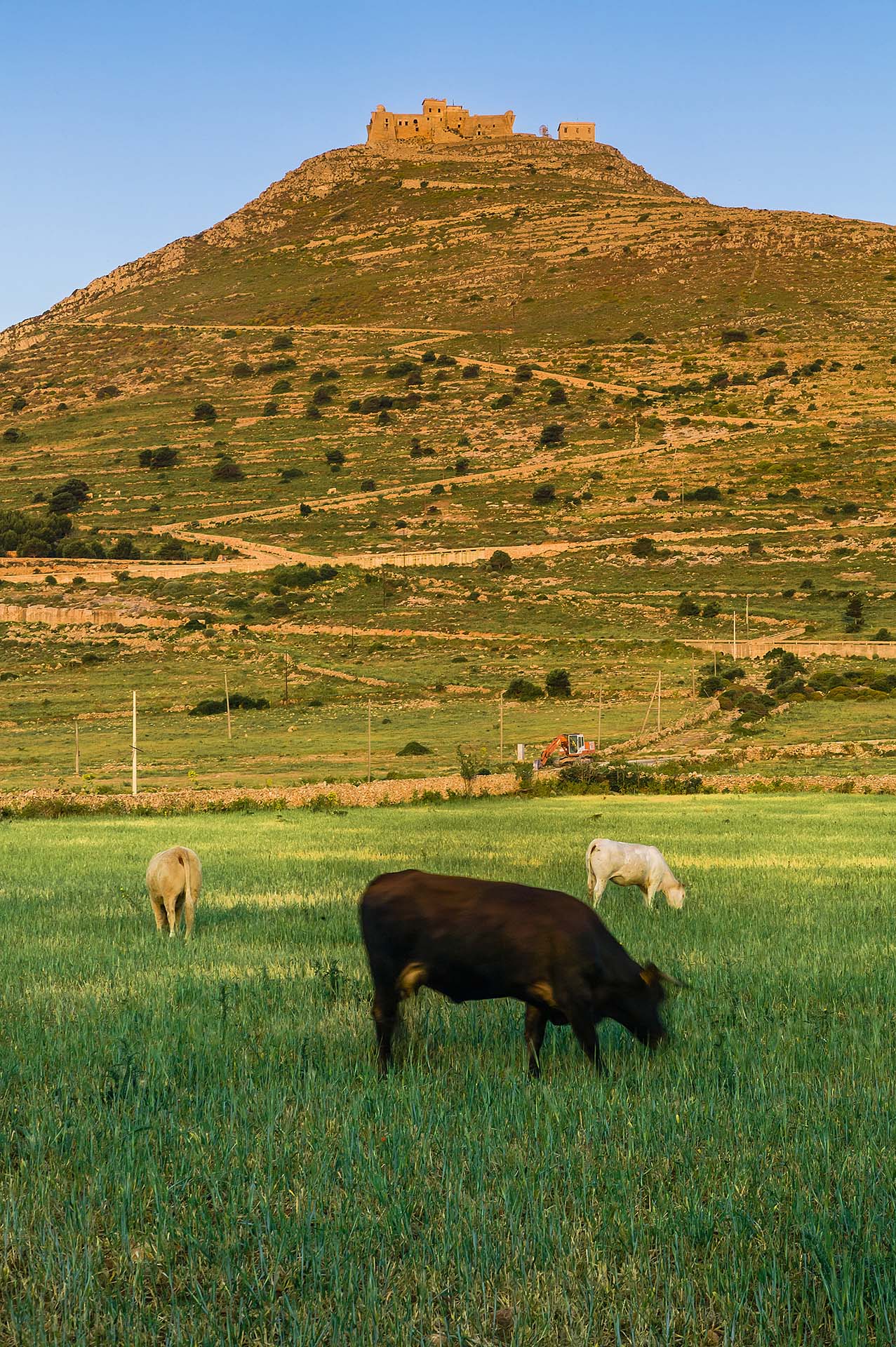 DE7U5662-Pascoli a Favignana, sotto la fortezza di Santa Caterina