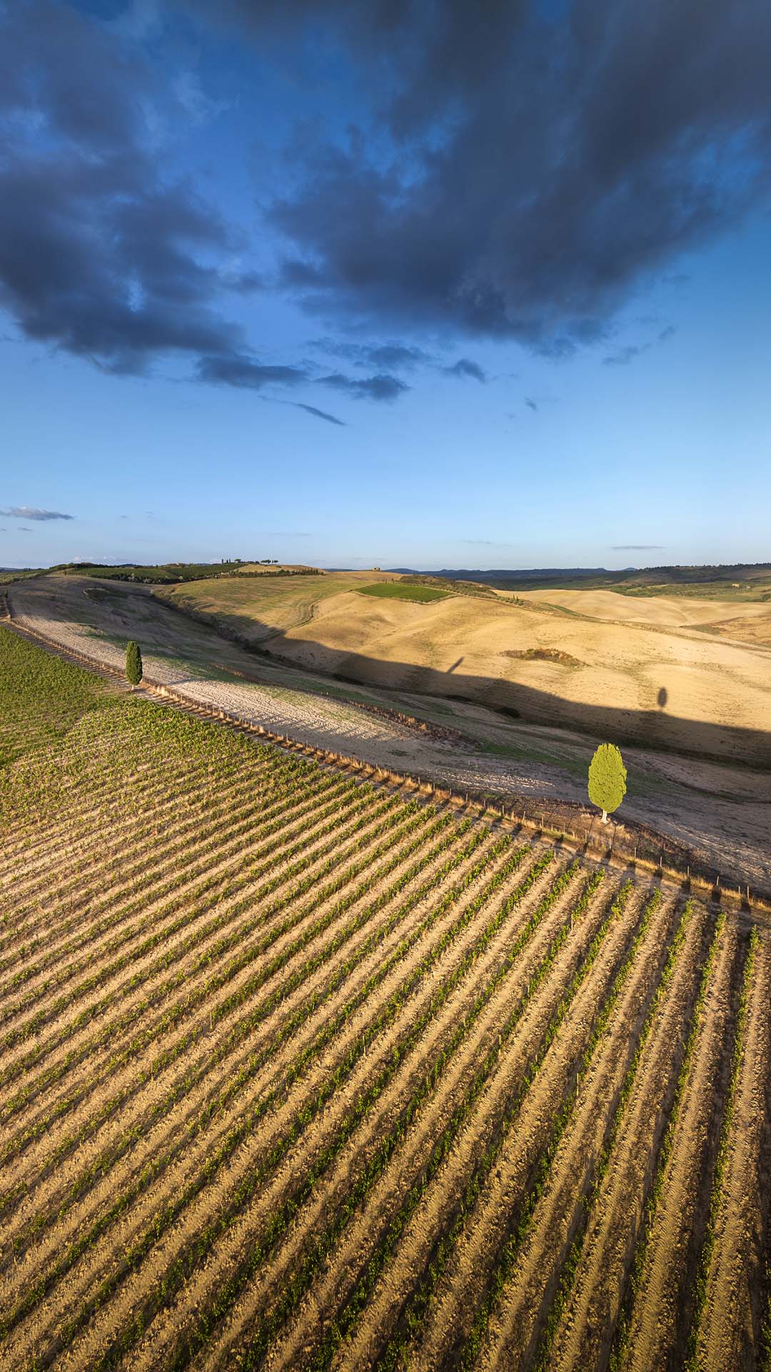 Vigneti della Val d'Orcia in Toscana.